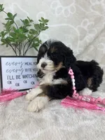 Bonnie, a female Miniature Bernedoodle for sale in Greenwood, IN – Photo 5 of 8