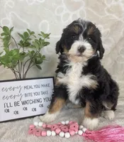Bonnie, a female Miniature Bernedoodle for sale in Greenwood, IN – Photo 3 of 8