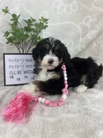 Bonnie, a female Miniature Bernedoodle for sale in Greenwood, IN – Photo 4 of 8
