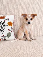 Huxley, a male Australian Cattle Dog for sale in Indianapolis, IN – 3 of 5