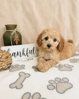 Biscotti , a female Miniature Goldendoodle for sale in Greenwood, IN – 4 of 4