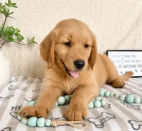 George, a male Golden Retriever for sale in Greenwood, IN – 2 of 3