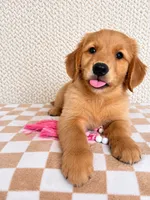 Lainey, a male Golden Retriever for sale in Franklin, IN – 3 of 3