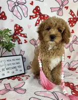Maisie, a female Miniature Goldendoodle for sale in Greenwood, IN – Photo 1 of 6