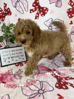 Maisie, a female Miniature Goldendoodle for sale in Greenwood, IN – Photo 6 of 6