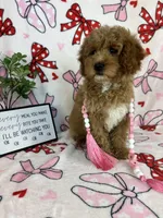 Maisie, a female Miniature Goldendoodle for sale in Greenwood, IN – Photo 5 of 6
