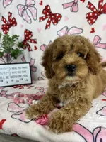Maisie, a female Miniature Goldendoodle for sale in Greenwood, IN – Photo 4 of 6
