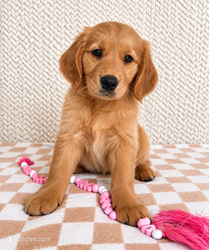 Lainey – Golden Retriever puppy for sale in Franklin, IN