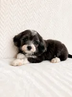 Avery, a female Miniature Aussiedoodle for sale in Greenwood, IN – 4 of 4