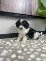 Bronx, a male Miniature Bernedoodle for sale in Greenwood, IN – 4 of 4