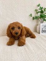 Murphy, a male Cavapoo for sale in Greenwood, IN – 3 of 6