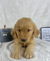 Ruby, a female Golden Retriever for sale in Greenwood, IN – 3 of 6