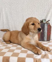 Stanley, a male Golden Retriever for sale in Franklin, IN – 3 of 5