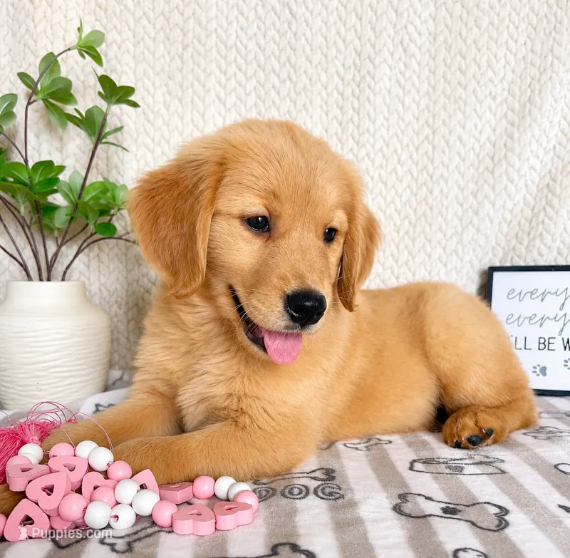 Gemma  – Golden Retriever puppy for sale in Greenwood, IN