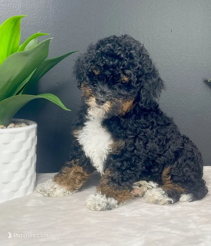 Bambi  – Miniature Bernedoodle puppy for sale in Greenwood, IN