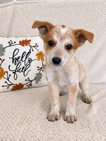Huxley, a male Australian Cattle Dog for sale in Indianapolis, IN – 4 of 5