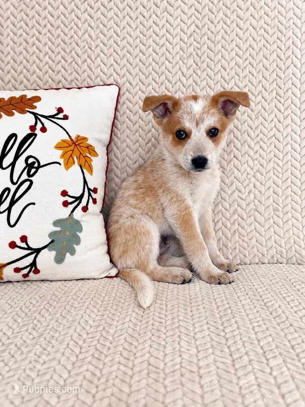 Huxley – Australian Cattle Dog puppy for sale in Indianapolis, IN