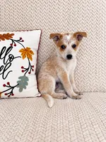 Huxley, a male Australian Cattle Dog for sale in Indianapolis, IN – 1 of 5