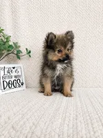 Moose, a male Pomeranian for sale in Greenwood, IN – 2 of 3