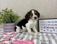 Eden, a female Beagle for sale in Greenwood, IN – Photo 3 of 6