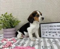 Eden, a female Beagle for sale in Greenwood, IN – Photo 4 of 6