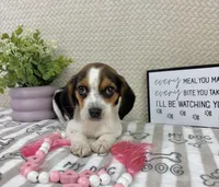 Eden, a female Beagle for sale in Greenwood, IN – Photo 1 of 6