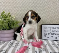 Eden, a female Beagle for sale in Greenwood, IN – Photo 5 of 6
