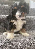 Brody, a male Miniature Bernedoodle for sale in Greenwood, IN – 2 of 5
