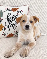 Harley, a male Australian Cattle Dog for sale in Indianapolis, IN – 2 of 5