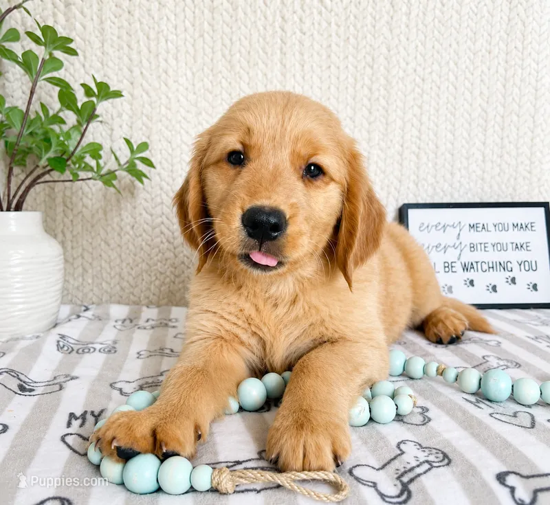 George – Golden Retriever puppy for sale in Greenwood, IN