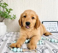 George, a male Golden Retriever for sale in Greenwood, IN – 1 of 3