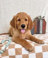 Finley, a male Golden Retriever for sale in Franklin, IN – 3 of 5