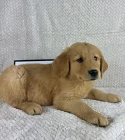 Ripley, a male Golden Retriever for sale in Greenwood, IN – 3 of 5