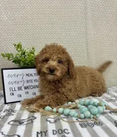 Marley, a male Miniature Goldendoodle for sale in Greenwood, IN – Photo 3 of 5