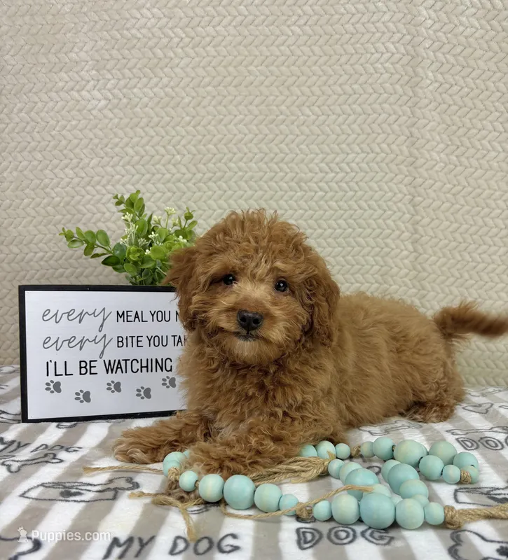 Marley – Miniature Goldendoodle puppy for sale in Greenwood, IN