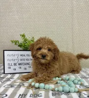 Marley, a male Miniature Goldendoodle for sale in Greenwood, IN – Photo 1 of 5