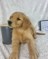 Rosie, a female Golden Retriever for sale in Greenwood, IN – 4 of 5