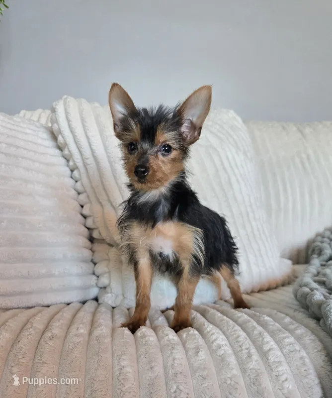 Loki – Yorkshire Terrier puppy for sale in Greenwood, IN