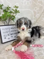 Brielle, a female Miniature Bernedoodle for sale in Greenwood, IN – Photo 6 of 6