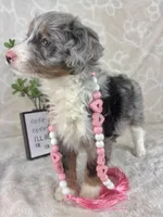 Brielle, a female Miniature Bernedoodle for sale in Greenwood, IN – Photo 4 of 6