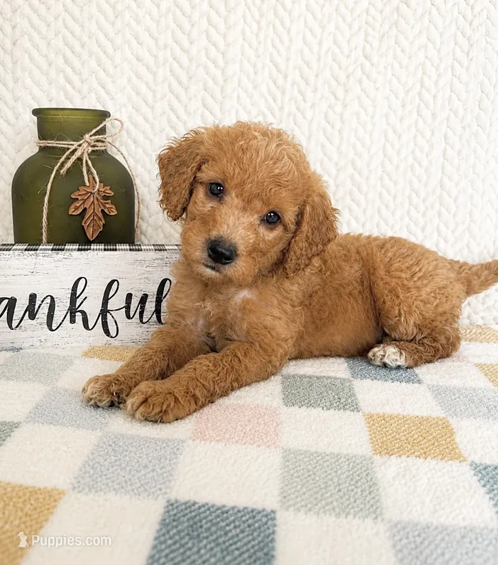 Briar – Miniature Goldendoodle puppy for sale in Greenwood, IN