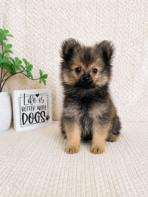 Bear – Pomeranian puppy for sale in Greenwood, IN