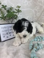 Brooks, a male Miniature Bernedoodle for sale in Greenwood, IN – Photo 5 of 7