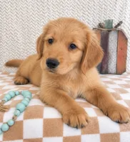Oakley, a male Golden Retriever for sale in Franklin, IN – 3 of 3