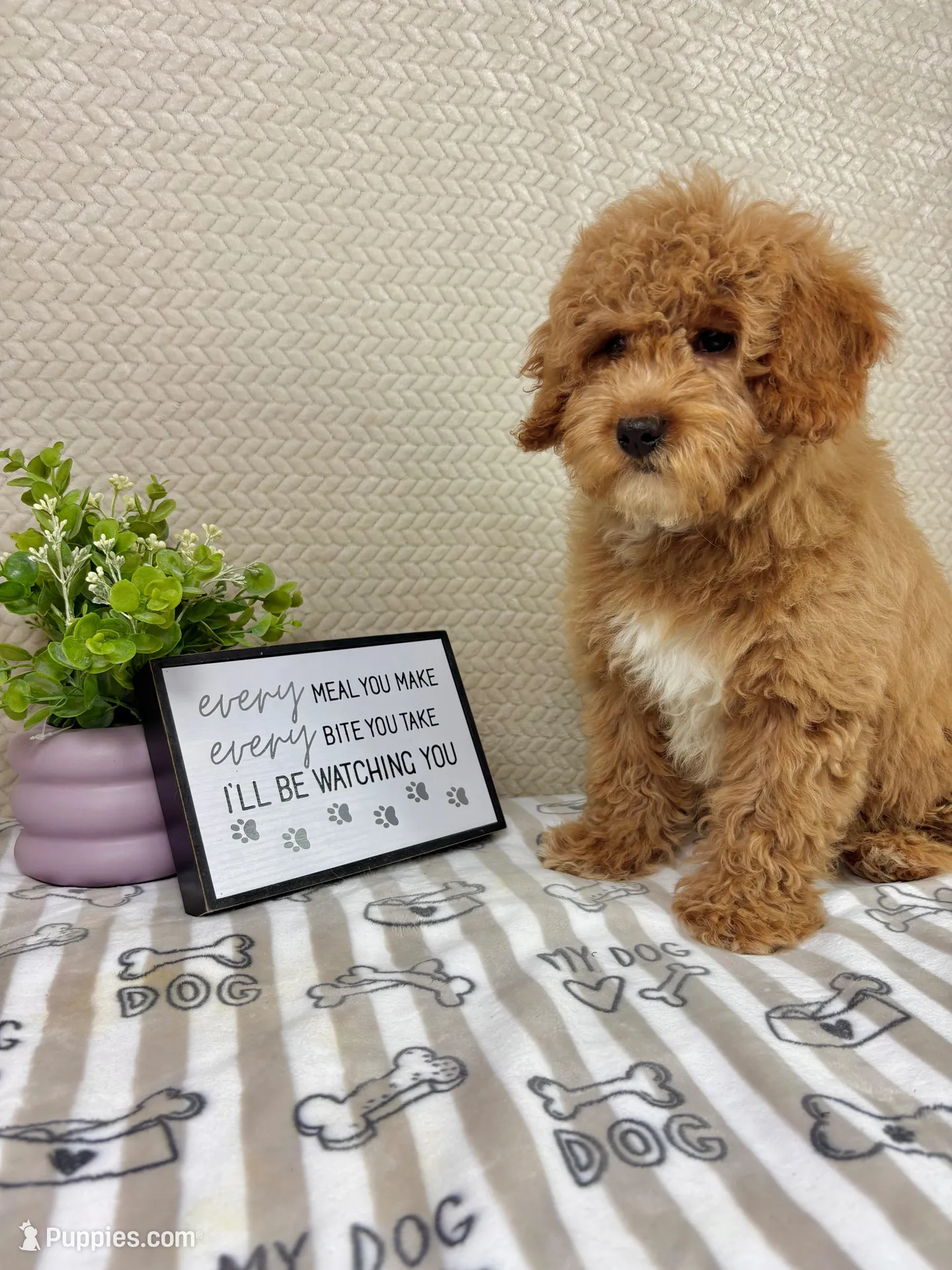 Milo, a male Miniature Goldendoodle for sale in Greenwood, IN – Photo 6 of 7