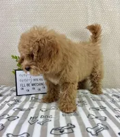 Milo, a male Miniature Goldendoodle for sale in Greenwood, IN – Photo 3 of 7