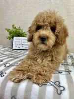 Milo, a male Miniature Goldendoodle for sale in Greenwood, IN – Photo 4 of 7