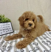 Milo, a male Miniature Goldendoodle for sale in Greenwood, IN – Photo 2 of 7