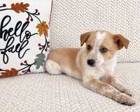 Harley, a male Australian Cattle Dog for sale in Indianapolis, IN – 5 of 5