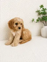 Milo, a male Cavapoo for sale in Greenwood, IN – 3 of 4